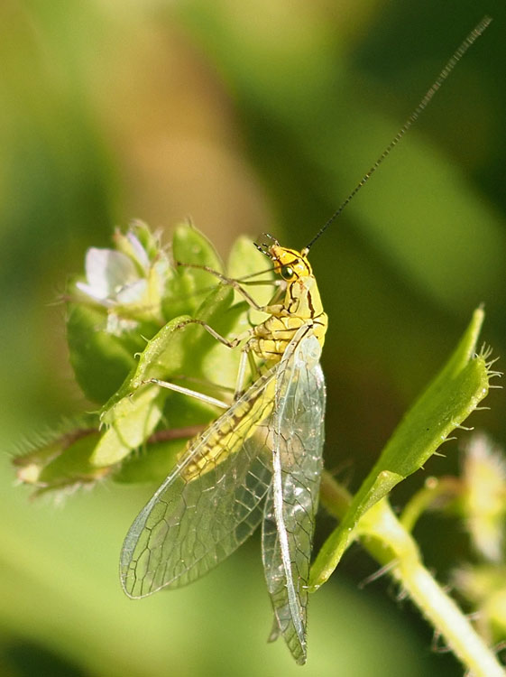 Hainbuchen-Florfliege, Hypochrysa elegans